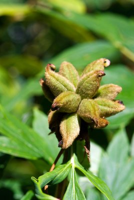 Paeonia suffruticosa - pivoňka keřovitá - dřevnaté měchýřky